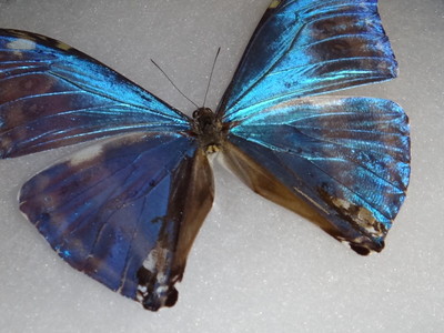 Morpho adonis Gynandromorph (Internet Image property of respective owner, non-commercial use only)